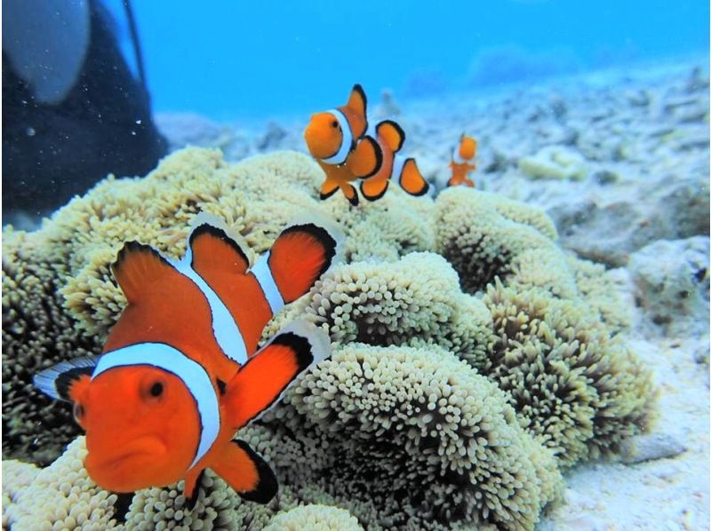 camera Rental free! Bare at the sea turtle! Diving(National designated park Kerama Islands course)の紹介画像