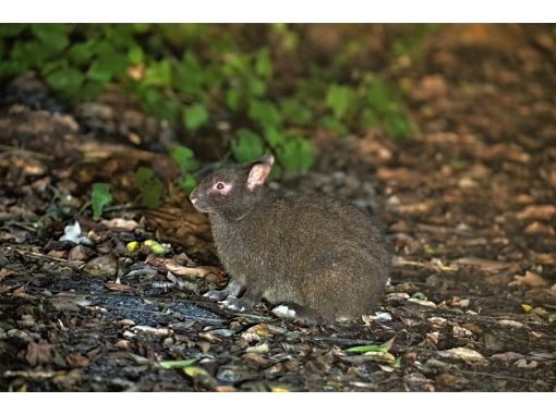 鹿児島 奄美大島 稀少な奄美の野生生物が生息する森を車で探検するナイトツアーです １日１組限定 お一人様も歓迎 1名 ４名 アクティビティジャパン