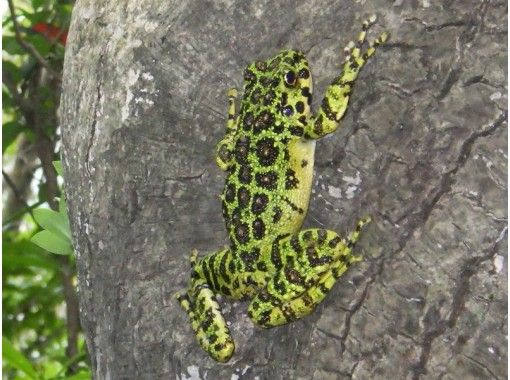 鹿児島 奄美大島 稀少な奄美の野生生物が生息する森を車で探検 クロウサギナイトツアー 1日1組限定 お一人様も歓迎 1名 4名 アクティビティジャパン 鹿児島 奄美大島 稀少な奄美の野生生物が生息する森を車で探検 クロウサギナイトツアー 1日1組限定 お一人様も歓迎 1名 4名 アクティビティジャパン
