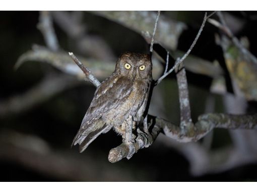 Kagoshima ・ Amami Oshima】 Black rabbit Night tour Explore the