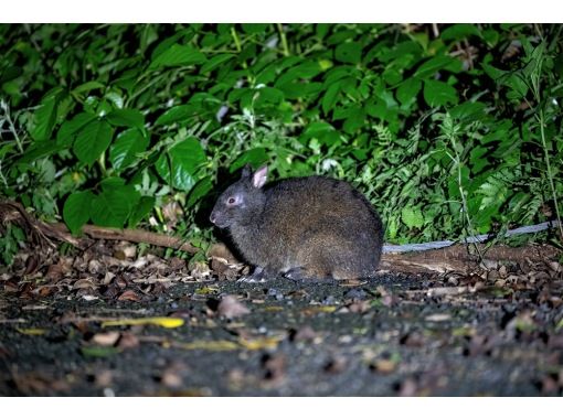 鹿児島 奄美大島 稀少な奄美の野生生物が生息する森を車で探検するナイトツアーです １日１組限定 お一人様も歓迎 1名 ４名 アクティビティジャパン