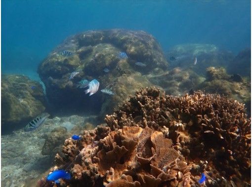 沖縄南部 糸満 那覇空港から30分 天然ビーチシュノーケル １グループ貸切 ４歳 ７０歳ok アクティビティジャパン