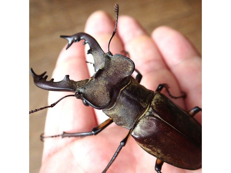 [Iide Town, Yamagata Prefecture] Summer vacation nature experience! Let's go catch stag beetles on a night tour of insect collecting with half board!