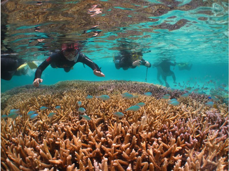オーシャンズ石垣島の割引プラン