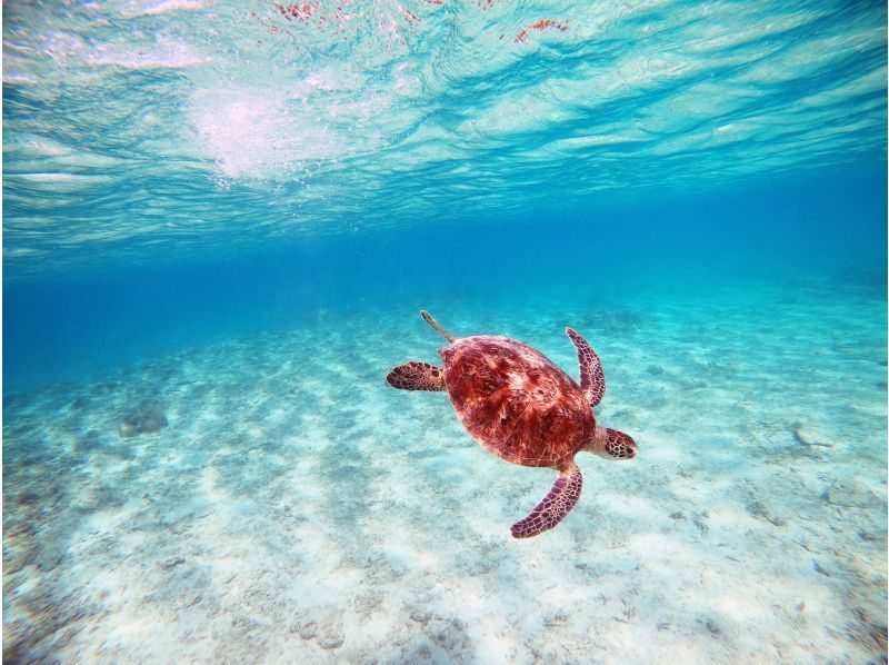 [奄美海龟浮潜]遇到率90％以上☆因为每组有一个指南，所以对初学者和小孩来说是安全的！の紹介画像