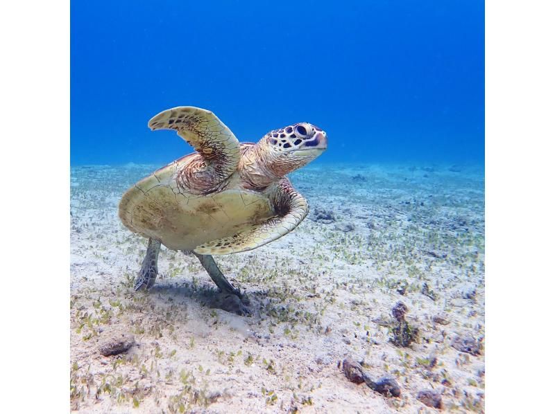 [Amami Oshima] Sea turtle snorkeling | Encounter rate 99.8% (2023) | Free video gift | Enjoy privacy with one slot reserved for one group | From 4 years oldの紹介画像