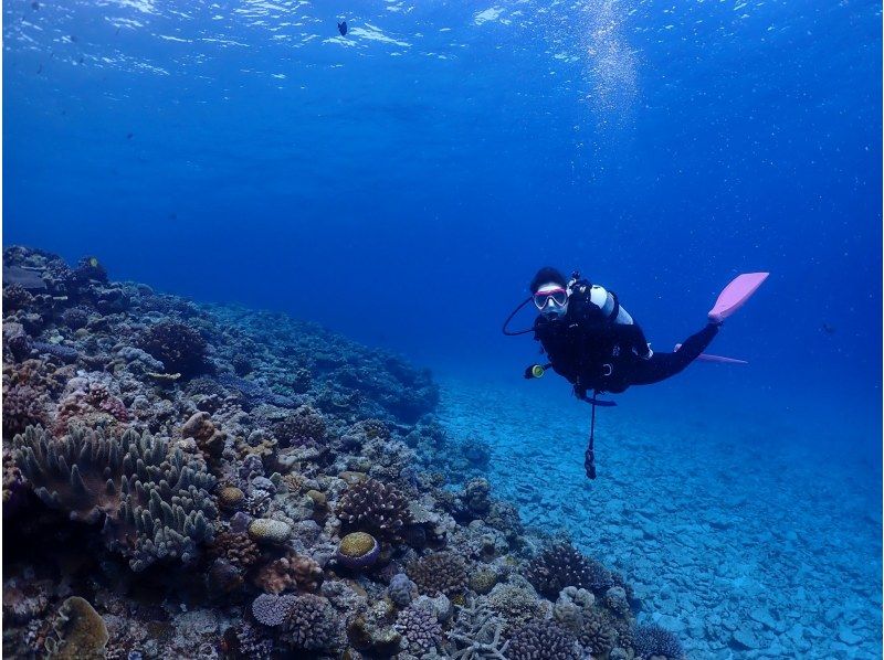 [Okinawa, Minna Island, Sesoko Island] Boat Fun Diving (2 dives) Photo and video shoot giftの紹介画像