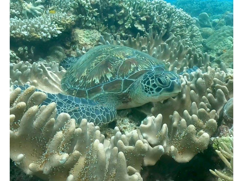 [Okinawa, Minna Island, Sesoko Island] Boat Fun Diving (2 dives) Photo and video shoot giftの紹介画像