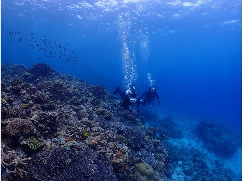 SALE !【沖縄・水納島・瀬底島】ボートファンダイビング（２ダイブ）写真動画撮影プレゼントの紹介画像