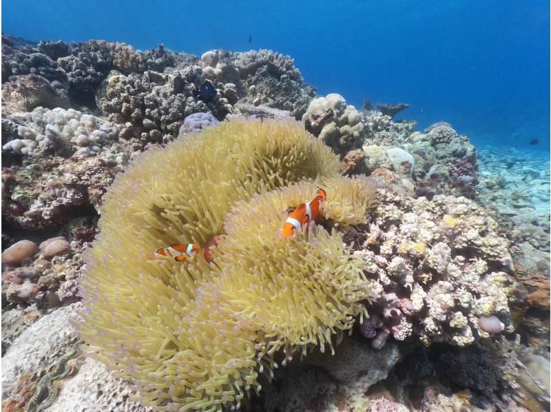 [Okinawa, Minna Island, Sesoko Island] Boat Fun Diving (2 dives) Photo and video shoot giftの紹介画像