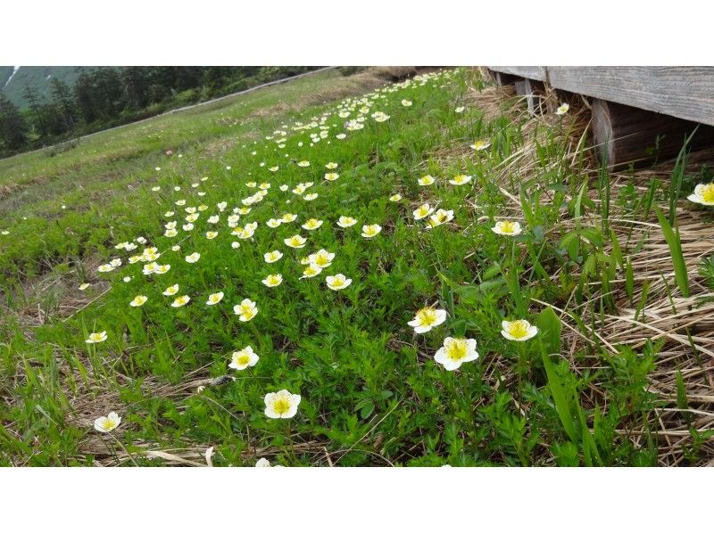 [北海道·二世谷徒步旅行】私人旅游！自然漫步“Jensennuma”和“Kaganuma”の紹介画像