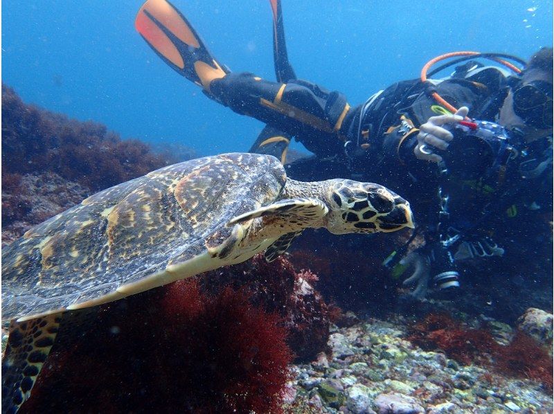 ダイブハウスＰ−ＦＩＳＨの最新写真