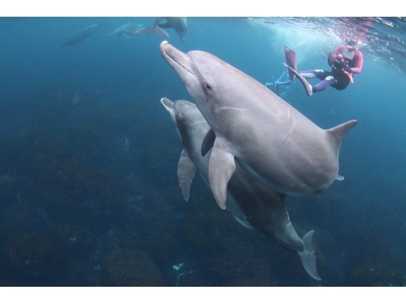 [시즈오카이즈 해양 공원] 전체 소인원수제 · 사진 선물! 세계 지오 파크 · 지구를 급강하! 체험다이빙오후の紹介画像