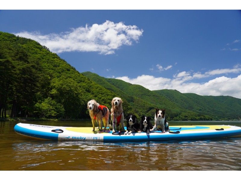 [Nagano ・ Kizaki Lake】 Japan Water play tour with the largest super SUP (sap)の紹介画像