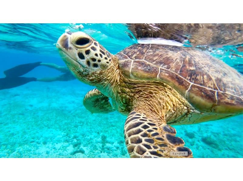 [鹿児島·奄美大島]讓我們和海龜一起游泳吧！海龜浮潛95％的旅遊/遇到率！の紹介画像
