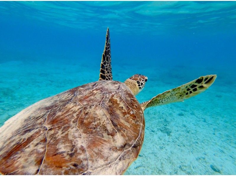 鹿児島 奄美大島 ウミガメと泳ごう ウミガメと泳ぐシュノーケリングツアー 遭遇率100 アクティビティジャパン