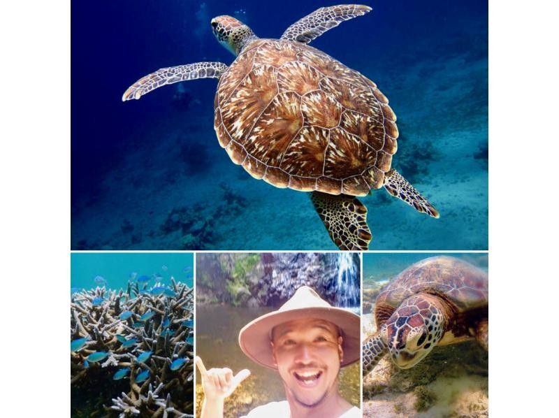 [鹿儿岛·奄美大岛]让我们和海龟一起游泳吧！海龟浮潜95％的旅游/遇到率！の紹介画像