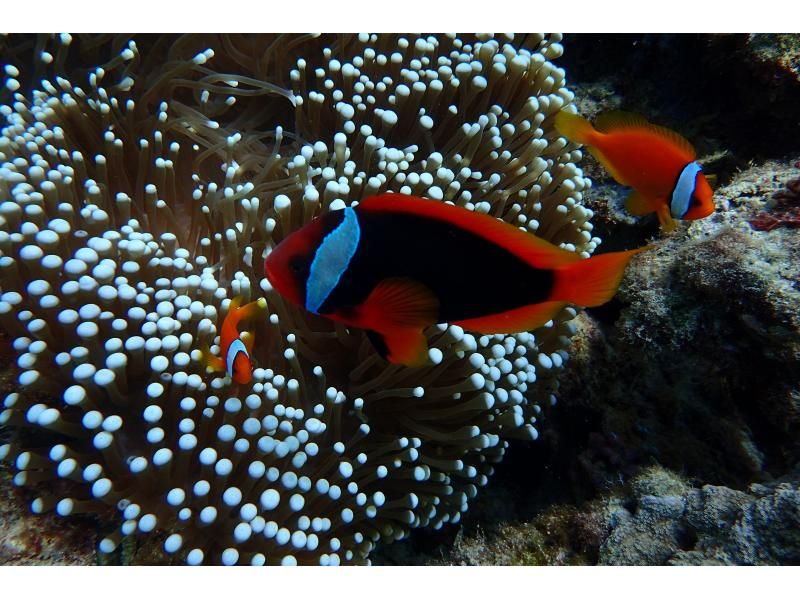 [★No need to worry if you don't have a car♪ Hotel pick-up included★] Blue Cave Diving Experience★Free photography and feeding♪ [Onna Village]の紹介画像