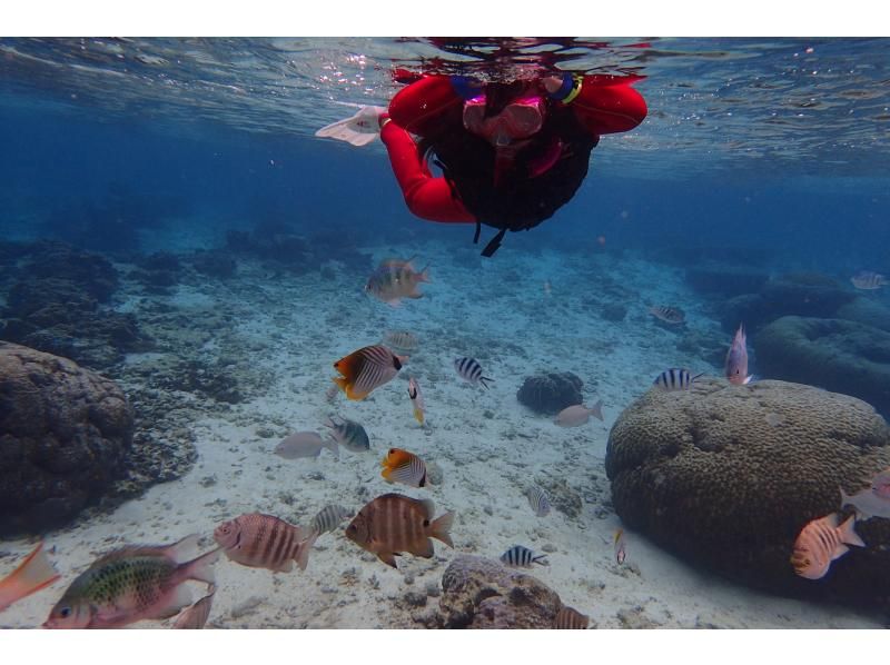 [Okinawa ・ Naha 】 Snorkel Experience Tropical Exploration Course ★ Photography & Feeding & Photography Naha Nearby hotel transfer!の紹介画像