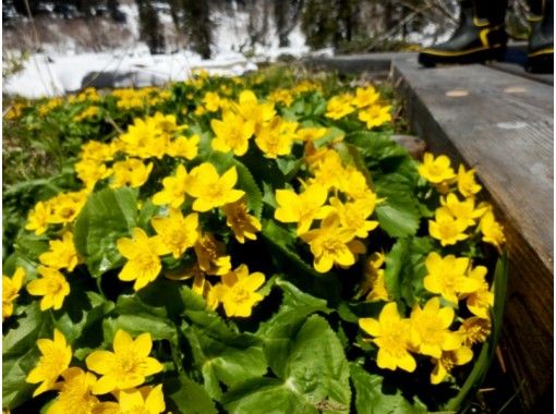 札幌発着 北海道 大雪山国立公園 北海道最高峰で 夏の雪体験 6 7月限定 アクティビティジャパン