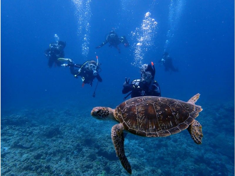 【沖縄・慶良間】那覇発、水中写真プレゼント！　ケラマボートで体験ダイビングの紹介画像