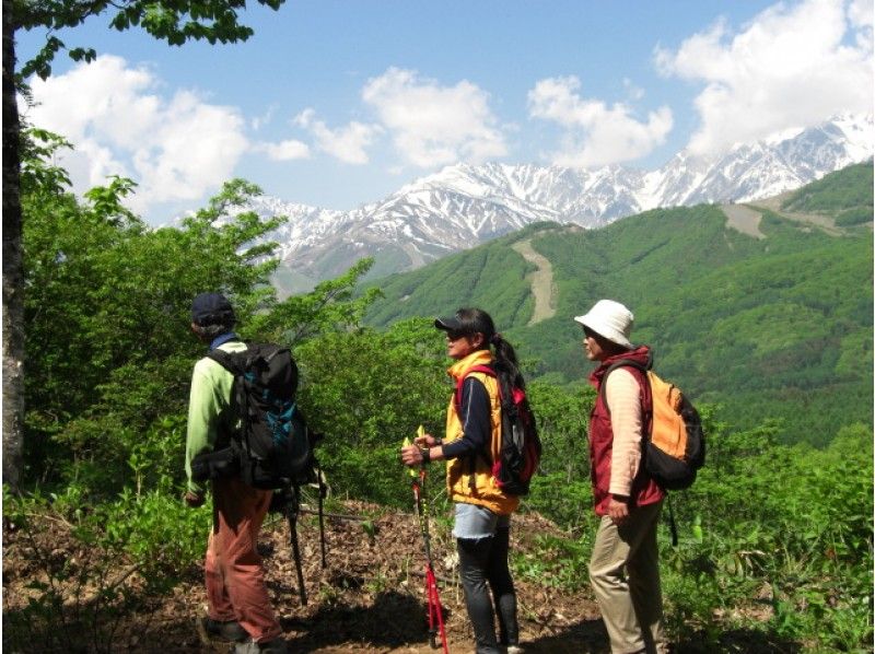 [Nagano / Ochikura Kogen] Fresh green walking Let's learn and harvest wild plants!の紹介画像