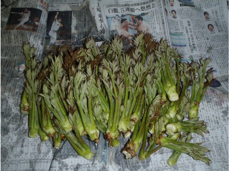 【長野・落倉高原】新緑ウォーキング　山菜を学んで収穫しよう！の紹介画像