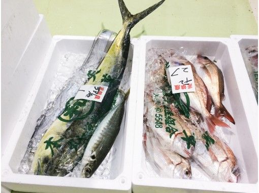 熊本 天草 天草の魚に会いに行こう ぎょぎょっと 天草うお市場探検 食事付き アクティビティジャパン