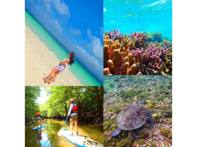 [이시가키지마· 이리 오모테 섬] 맹그로브 SUP & 비경의 폭포 관광 및 밸러스트 섬 · 바다 거북이와 함께 수영스노클링の紹介画像