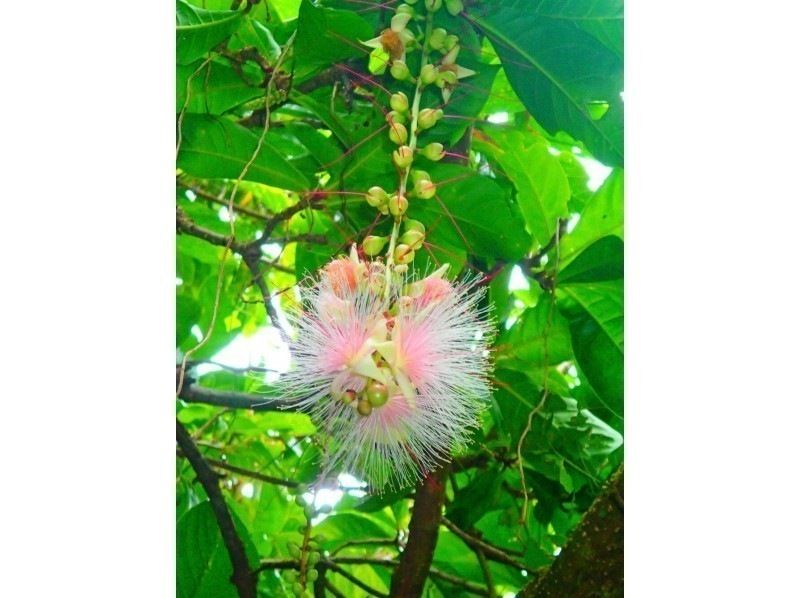 【世界遺産 西表島 半日】秘境仲間川マングローブへ！マングローブSUP・カヌークルーズ【ツアー写真データ無料】の紹介画像