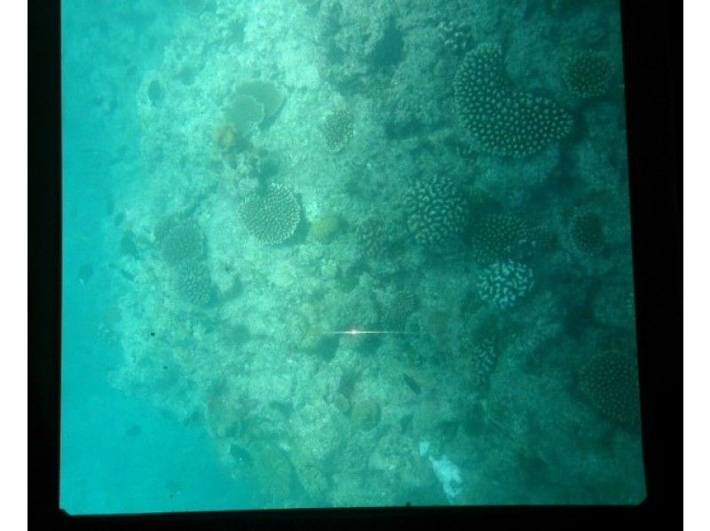 沖縄 久米島 グラスボートで行く はての浜半日ツアー 1時間 1 5時間滞在 アクティビティジャパン