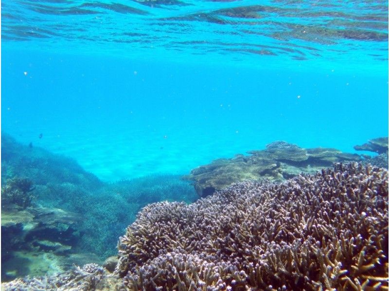 [Okinawa ・ Kumejima]Glass boat Go on! Hatanohama 1-Day tour ★ (With lunch! Stay 3.5 hours)の紹介画像