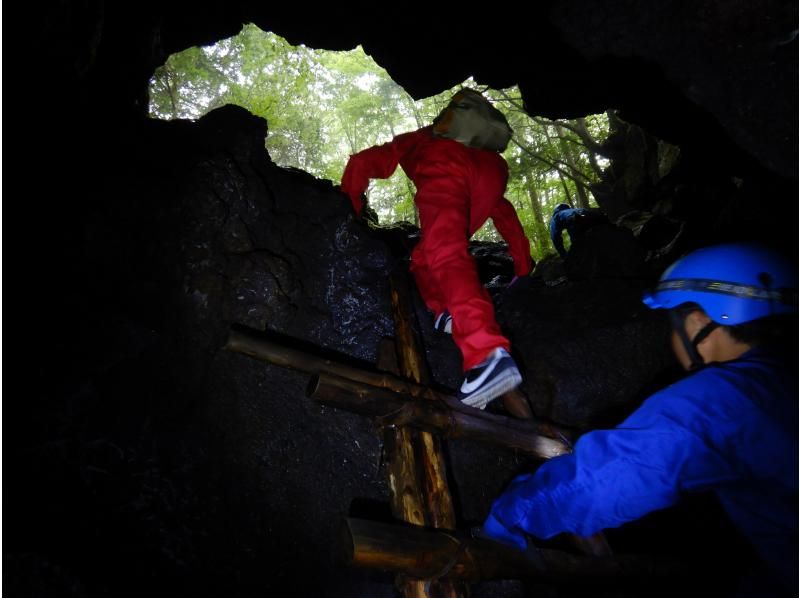 [地區優惠券可用計劃] [山梨縣探洞]初夏之旅·神秘的森林·青木原樹海步行和熔岩洞探險之旅の紹介画像