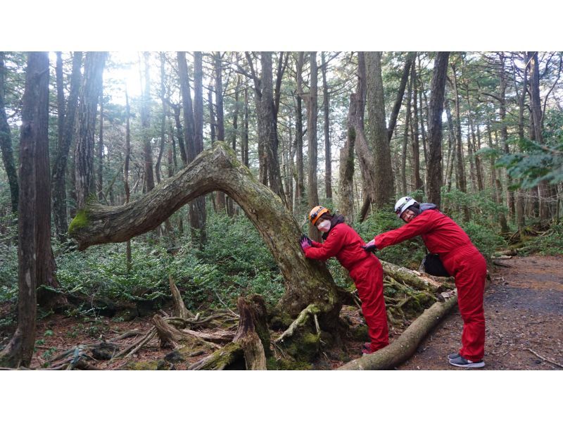 【山梨県・河口湖】富士の森・青木ヶ原樹海散策と洞窟探検ツアーの紹介画像