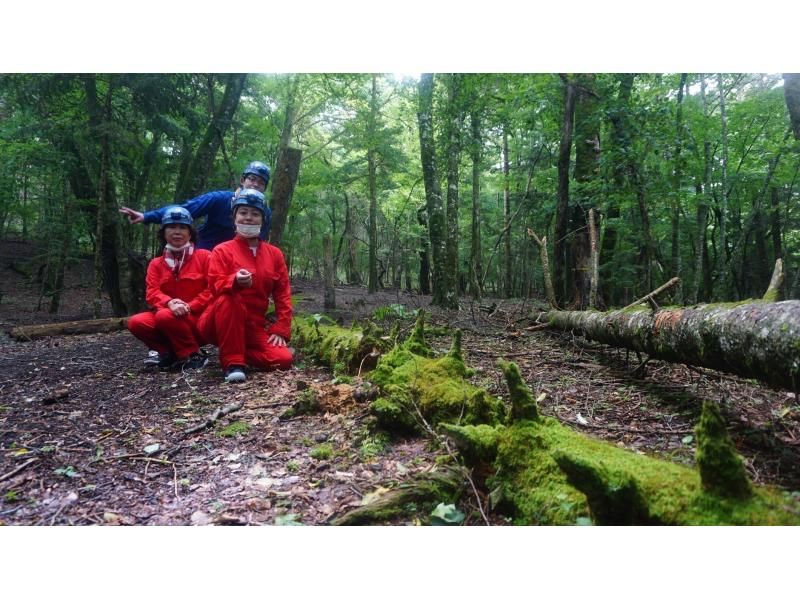 [Yamanashi Prefecture, caving and corona measures are being implemented! ] Journey to explore the truth of Jukai / Mysterious forest, Aokigahara Jukai walk & lava cave explorationの紹介画像