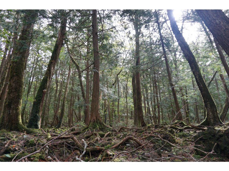 [山梨縣/洞穴探險] 即使在冬天也能享受的樂趣 - 青木原樹海森林漫步和洞穴探險之旅の紹介画像