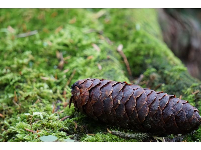 [Yamanashi Prefecture, caving and corona measures are being implemented! ] Journey to explore the truth of Jukai / Mysterious forest, Aokigahara Jukai walk & lava cave explorationの紹介画像