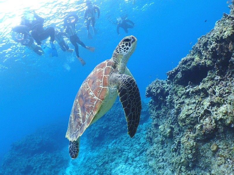 沖縄本島 離島シュノーケリング 21年最新版 スポット別人気体験ツアープランランキング おすすめショップ情報 アクティビティジャパン