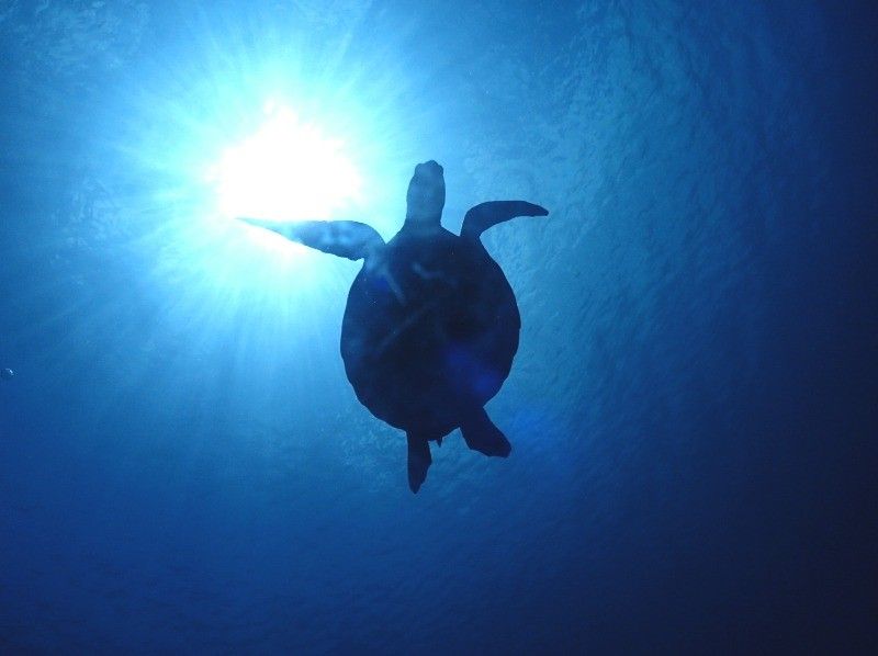 [โอกินาว่า・ เกาะอิชิงากิ swim มาว่ายน้ำกับเต่าทะเลบนเกาะอิชิงากิ! ครึ่งอาการดำน้ำตื้น(Snorkeling)|พ.ให้เช่ากล้องฟรี!の紹介画像
