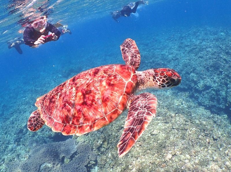[Okinawa / Ishigaki Island] Let's swim with sea turtles! Half-day snorkeling | Underwater camera rental freeの紹介画像