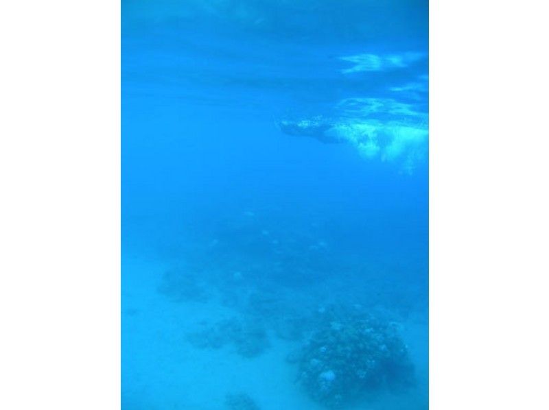 [Kagoshima-Amami Oshima] ทุกคนมีส่วนร่วม! ดำน้ำดูปะการังง่าย Umiasobi!の紹介画像