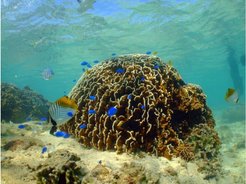 【恩納村 真栄田岬】はじめての熱帯魚＆サンゴの森シュノーケルツアー の紹介画像