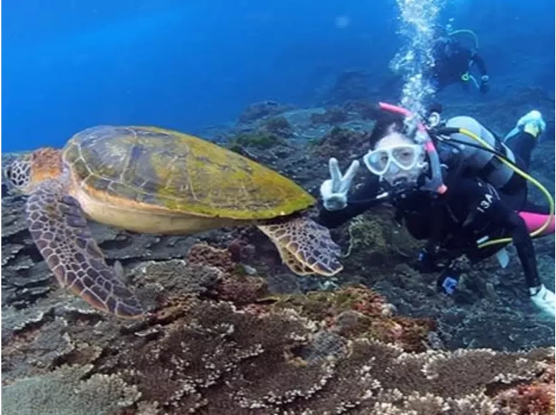 【Hachijojima】 Diving with Sea Turtles Half-Day Tourの紹介画像