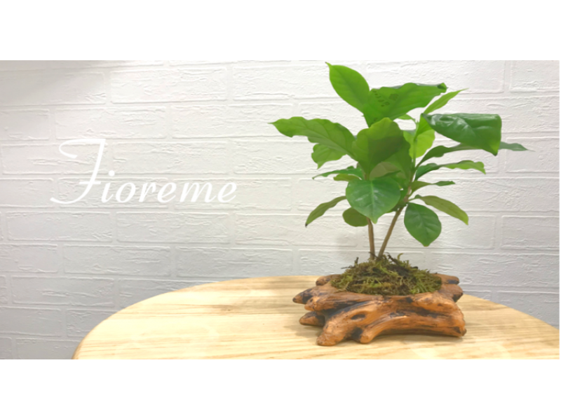東京 中央区 ガジュマルやテーブル椰子を使った観葉植物として人気のミニ盆栽制作体験 アクティビティジャパン