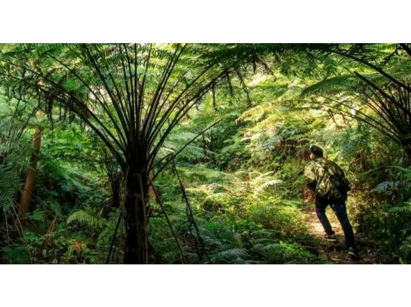 [Hachijojima] Jungle Trekking Tour of Forestsの紹介画像