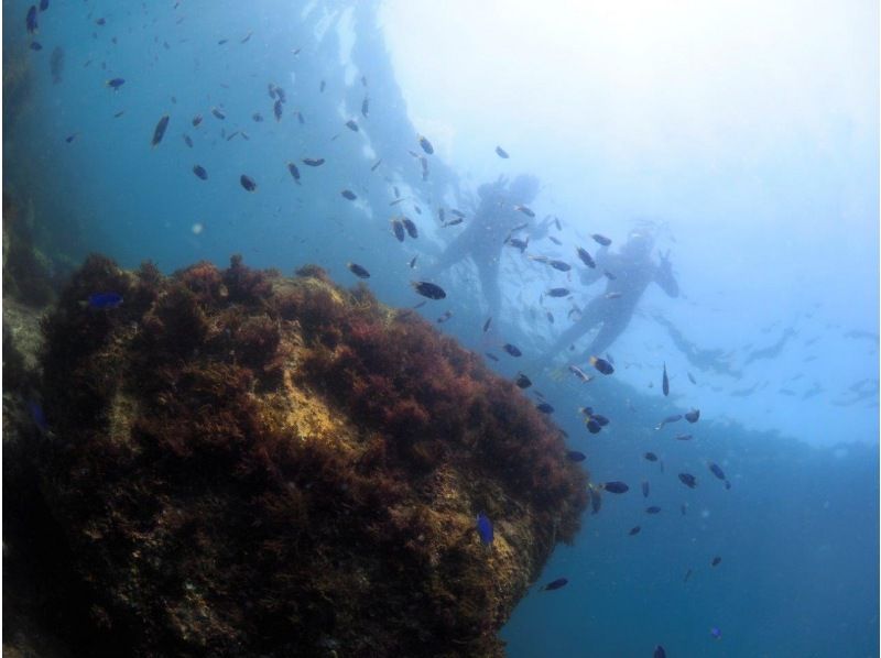 [静冈·伊豆]在伊豆海的经验浮潜の紹介画像