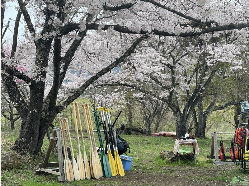 【山梨縣河口湖】春天百花齊放，不會被淋濕的河口湖加拿大體驗，120分鐘的路線，湖上獨木舟之旅，留下美好回憶的旅程の紹介画像