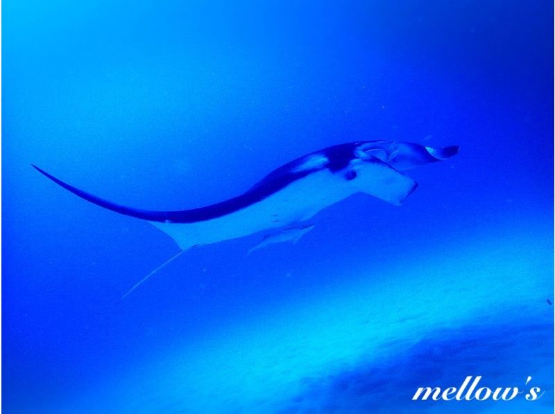 [冲绳县 -石垣岛]一个以世界顶级manta遭遇率为荣的粉丝深潜！ （C卡必答）の紹介画像