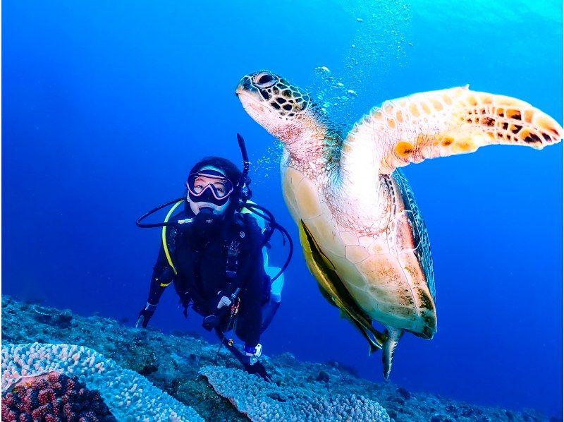 ★ Beginner & Blank Diver Support Plan! ! ★ Kerama Boat Fan 2 Dive [From the main island, equipment free, all day]の紹介画像