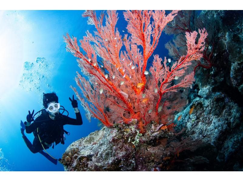 ★ Beginner & Blank Diver Support Plan! ! ★ Kerama Boat Fan 2 Dive [From the main island, equipment free, all day]の紹介画像